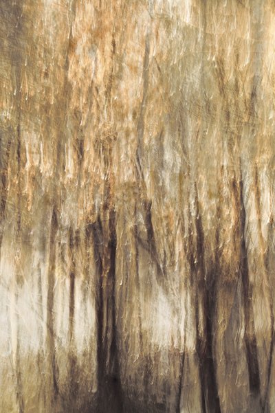 Ruhige Waldbewegung von Christina Sillen