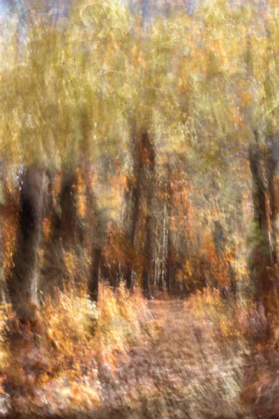 Lebendiger Herbstwaldpfad von Christina Sillen