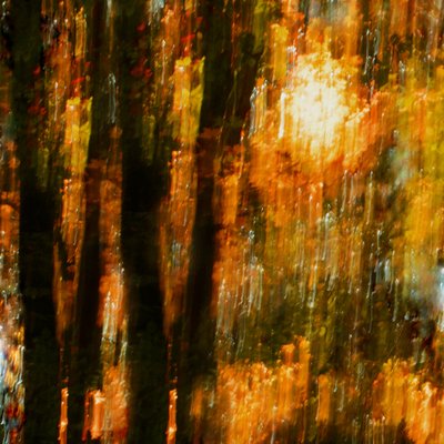 Lebendige Herbstbäume von Christina Sillen