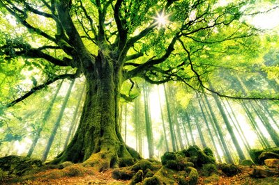 Sonnenbeschienener alter Baum von Christophe Kiciak