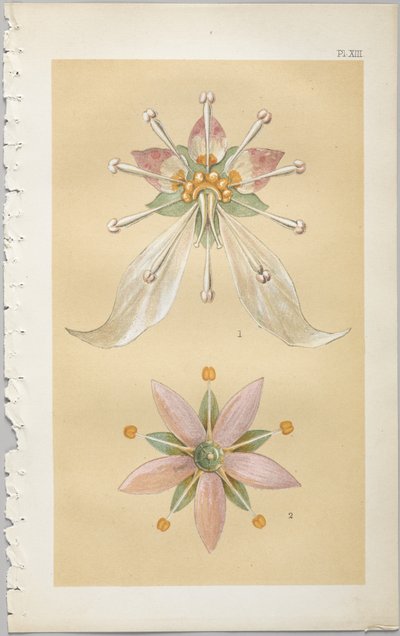 Die Kunst des dekorativen Designs: mit einem Anhang, der die Stunden des Tages angibt, zu denen Blumen öffnen, veröffentlicht von Day & Son, London, 1862 von Christopher Dresser