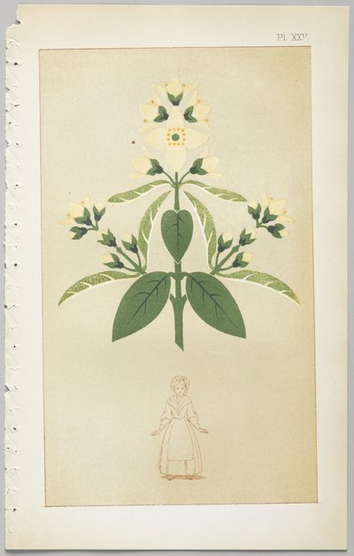 Die Kunst des dekorativen Designs: mit einem Anhang, der die Stunden des Tages angibt, zu denen Blumen öffnen, veröffentlicht von Day & Son, London, 1862 von Christopher Dresser