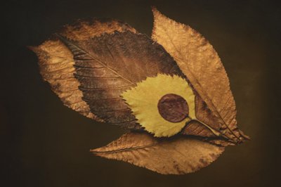  von Cicek Kiral