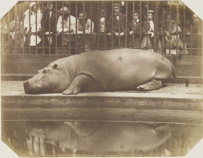 Obaysch, das Nilpferd, Londoner Zoo von Comte de Montizón Don Juan