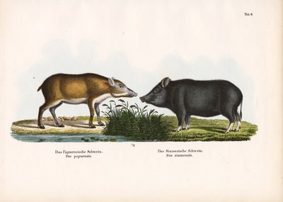 Papua-Schwein und Siamesisches Schwein von Conrad Kull