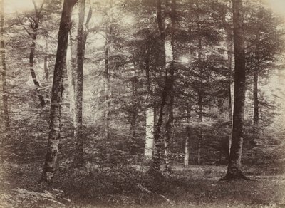 Ohne Titel Der Wald von Fontainbleau, ca. 1874 von Constant Alexandre Famin