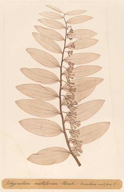 Polygonatum multiflorum Monch von Constetin von Ettinghausen and Alois Pokorny