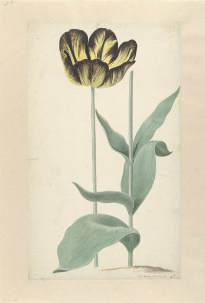 Die Tulpe Bizard Catafalque von Cornelis van Noorde