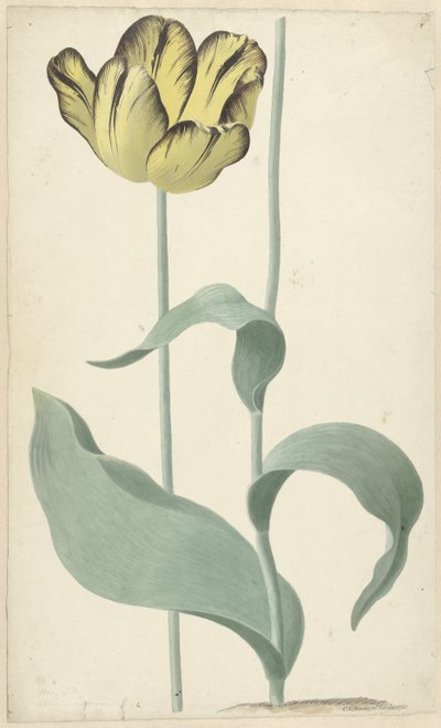 Die Tulpe Bizard Louis d