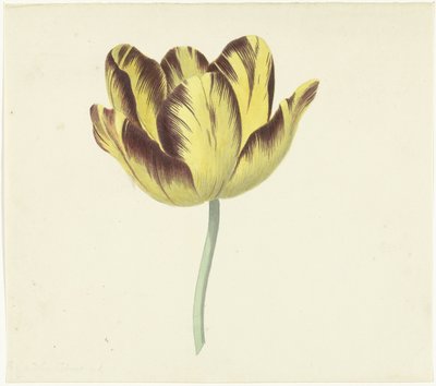Tulpe namens Bizard Le Febure Nr. 1 von Cornelis van Noorde