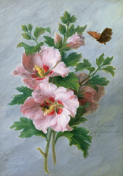 Hibiskus an einer Marmorkante von Cornelis van Spaendonck