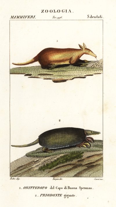 Erdferkel und Riesengürteltier von Corsi Corsi