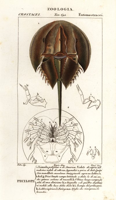 Atlantische Hufeisenkrabbe, Limulus polyphemus von Corsi Corsi