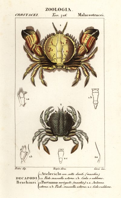 Rundkrabbe und Schwimmkrabbe von Corsi Corsi