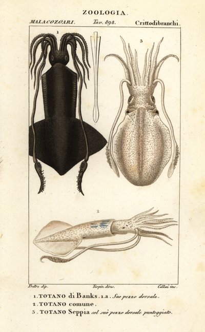 Keulenhaken-Tintenfisch, Europäischer Tintenfisch und Sepia von Corsi Corsi