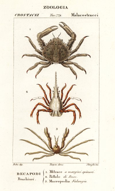 Korallenklammerkrabbe, Pfeilkrabbe und Leach