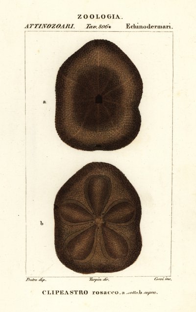 Flacher Seeigel, Clypeaster rosaceus von Corsi Corsi