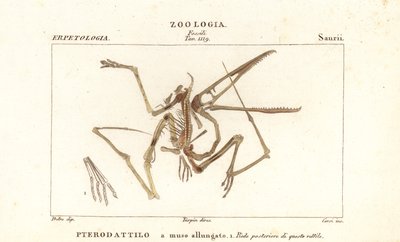 Fossiles Skelett eines ausgestorbenen Flugsauriers, Pterodactylus antiquus von Corsi Corsi