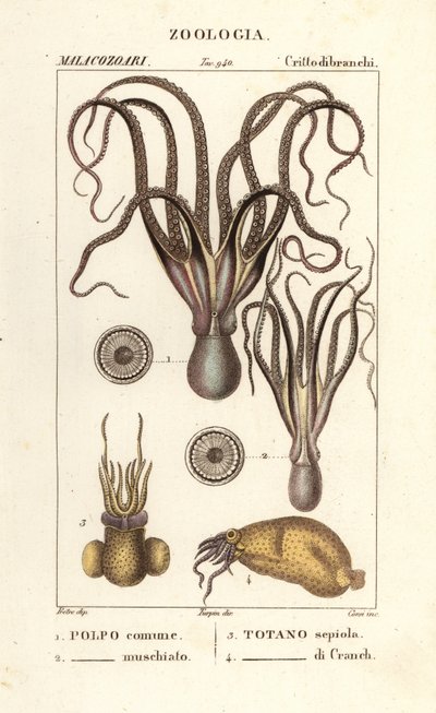 Oktopus- und Tintenfischarten von Corsi Corsi