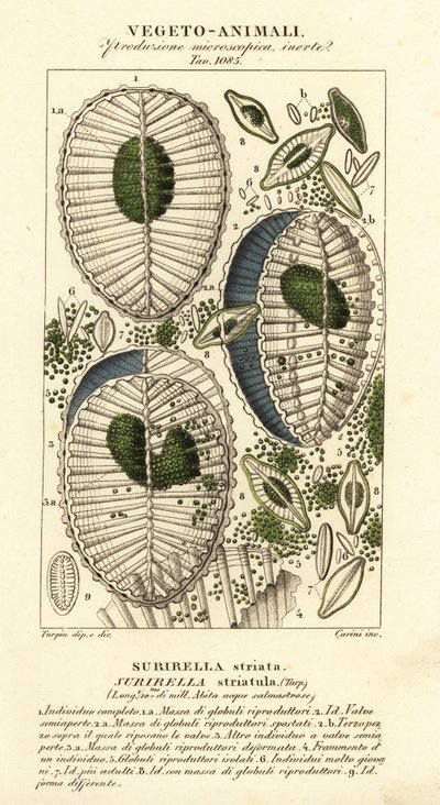 Plankton, Surirella striatula, Surirella striata von Corsi Corsi
