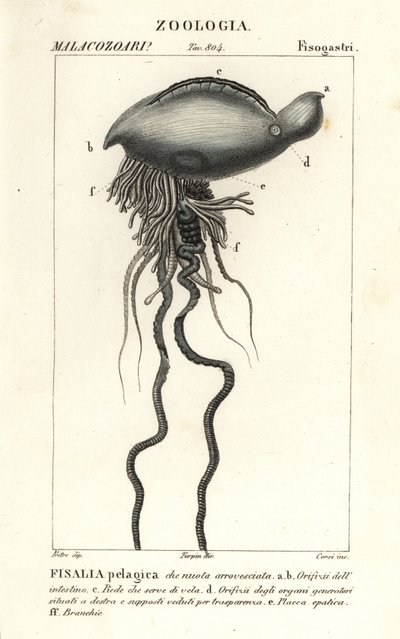 Portugiesische Galeere, Physalia physalis von Corsi Corsi