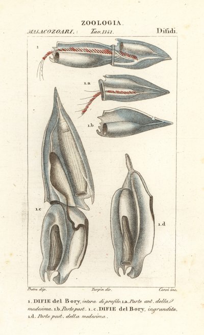 Siphonophoren, Diphyes dispar, Diphyes boryi, Difie del Bory von Corsi Corsi