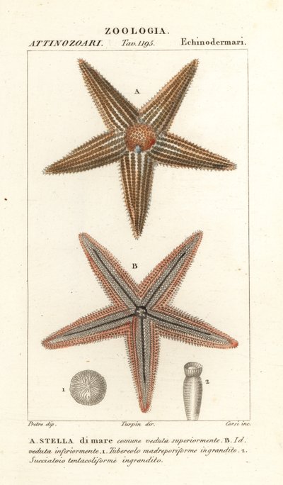 Seestern, Asterias rubens von Corsi Corsi