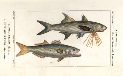 Gestreifter Fadenfisch und Blaufisch von Corsi Corsi