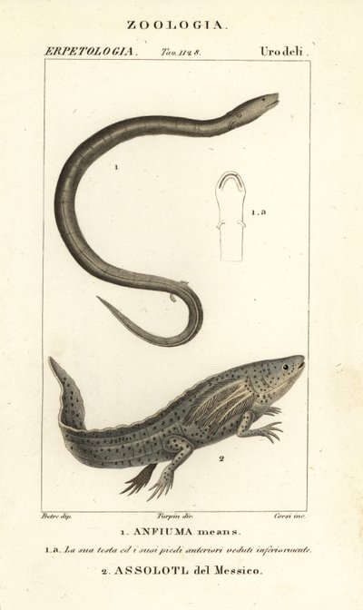 Zweizehiger Amphiuma, Amphiuma means, Anfiuma means 1, und kritisch gefährdeter Axolotl oder Mexikanischer Schwanzlurch, Ambystoma mexicanum, Assolotl del Messico 2 von Corsi Corsi