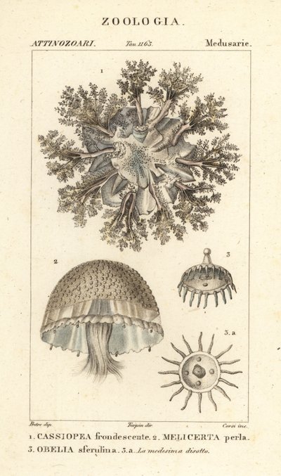 Kopfstehende Qualle, Cassiopea frondosa 1, Melicertum-Arten 2 und Obelia-Polyp 3 von Corsi Corsi