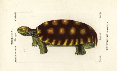 Gelbfuß-Landschildkröte oder Brasilianische Riesenschildkröte, Chelonoidis denticulatus Testudo tabulata Testuginne intarsiata von Corsi Corsi