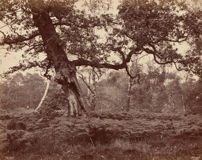 Baumstudie, ca. 1870 von Cox & Son