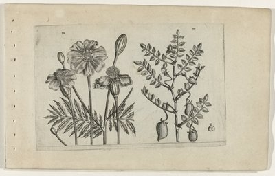 Tagetes und Kichererbse von Crispijn van de Passe (I) (attributed to)