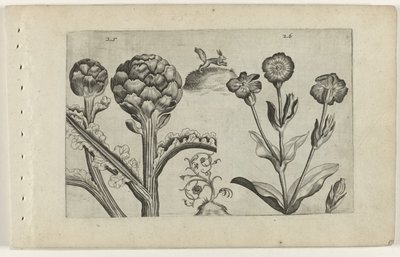 Artischocke und Karde von Crispijn van de Passe (I) (attributed to)