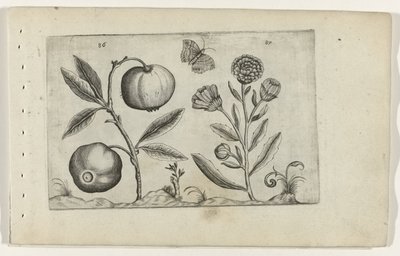 Assyrischer Apfel und Ringelblume Cognoscite lilia (Serientitel) von Crispijn van de Passe (I) (attributed to)