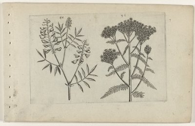 Boswikke en duizendblad von Crispijn van de Passe (I) (attributed to)