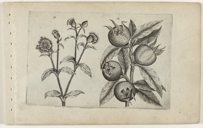 Tagkoekoeksbloem und Mispel von Crispijn van de Passe (I) (attributed to)