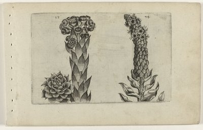 Donnerblatt und Königskerze von Crispijn van de Passe (I) (attributed to)