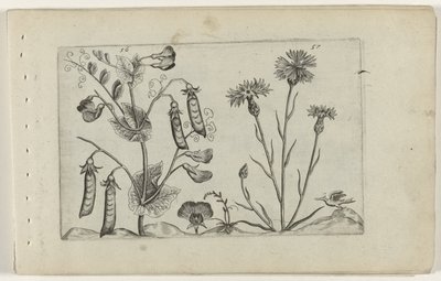 Erwt en korenbloem von Crispijn van de Passe (I) (attributed to)