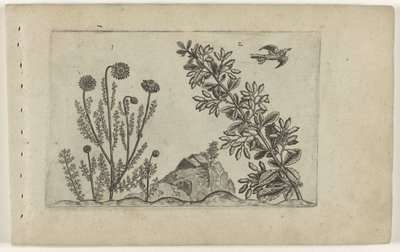 Echte Kamille und Sauerdorn von Crispijn van de Passe (I) (attributed to)