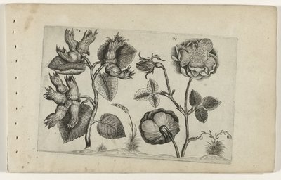 Hasel und Rose von Crispijn van de Passe (I) (attributed to)