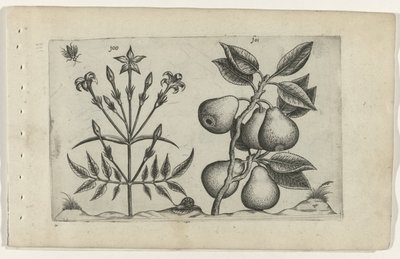 Jasmin und Birne (Cognoscite lilia, Serientitel) von Crispijn van de Passe (I) (attributed to)
