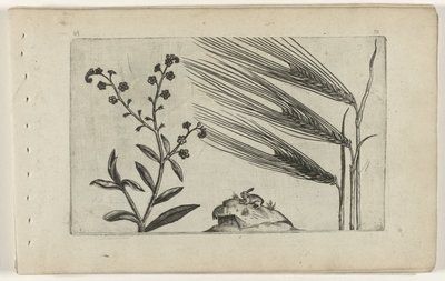 Sumpf-Vergissmeinnicht und Gerste von Crispijn van de Passe (I) (attributed to)