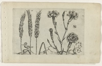 Weizen und Nelke von Crispijn van de Passe (I) (attributed to)