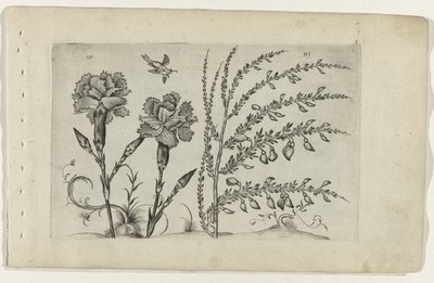 Nelke und Ginster Cognoscite lilia (Serientitel) von Crispijn van de Passe (I) (attributed to)