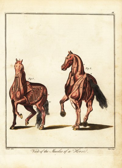 Muskulatur eines Pferdes. 1792 von Daniel (after) Dodd