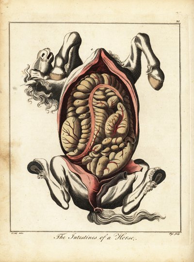 Die Eingeweide eines Pferdes. 1792 von Daniel (after) Dodd