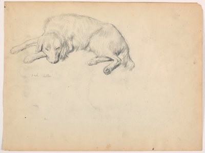 Zeichnung, Dash (ein Setter), ca. 1862 von Daniel Huntington