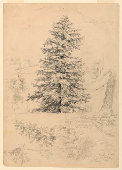 Studie einer Schierling, North Conway, New Hampshire von Daniel Huntington
