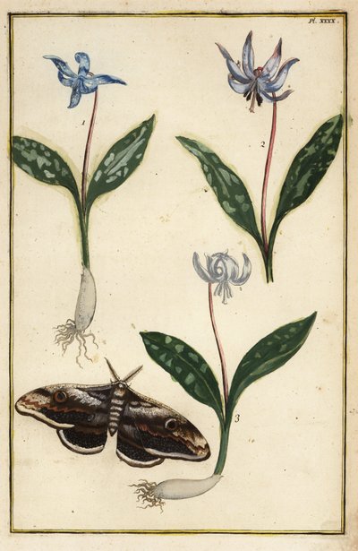 Hundszahnlilie oder Hundszahnveilchen, Erythronium dens-canis, und Motte von Daniel Rabel